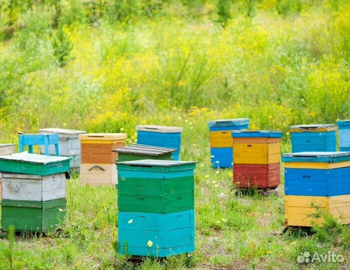 Пасека под ключ медогонка