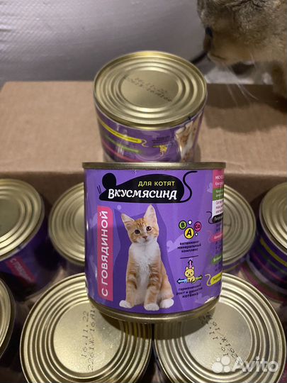 Корм для котят