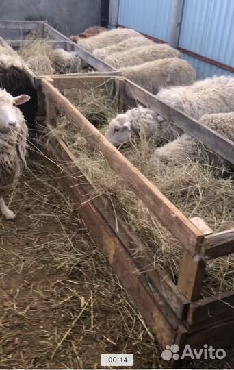 Овцы бараны