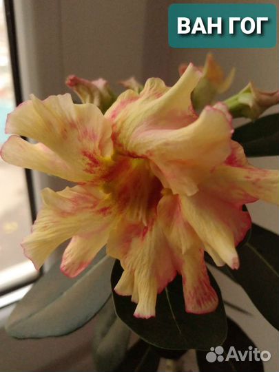 Привитые адениумы