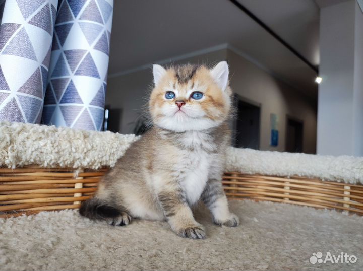 Британский котик
