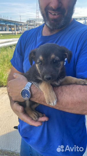 Щенок в добрые руки бесплатно