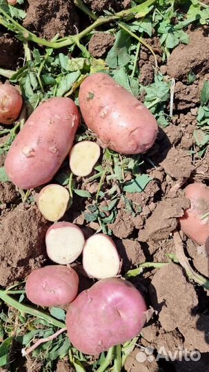 Картофель свежий от производителя