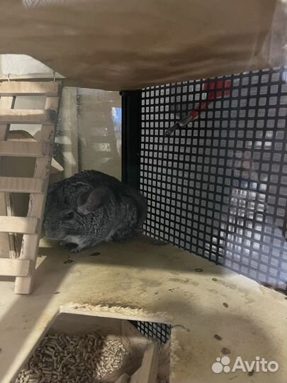 Клетка для шиншиллы бу