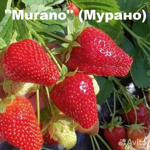 Продам рассаду зкс сортовой клубники