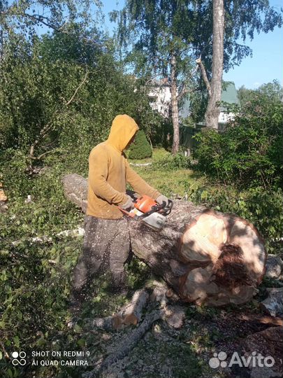 Спил деревьев