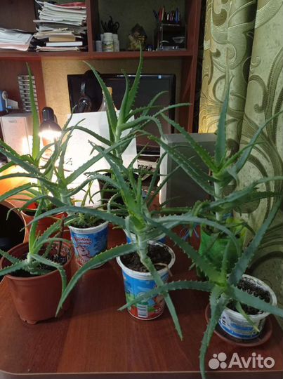 Алоэ трёхлетние