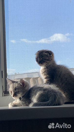 Шотладские котята