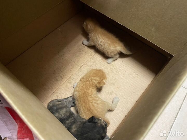 Котята в добрые руки даром