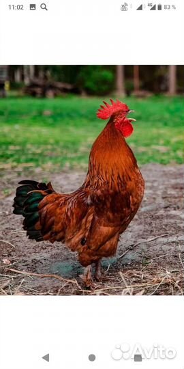 Петухи молодые