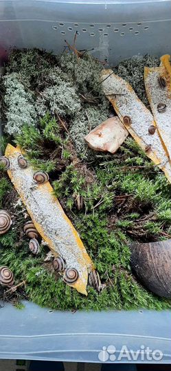 Улитки караколусы