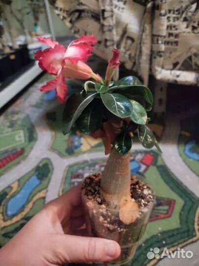 Адениум mini