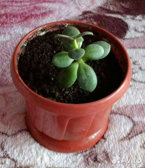 Кактус, фиалки, денежное дерево и много других рас