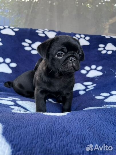 Щенки мопса черные