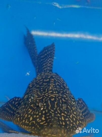 Сом Парчовый птеригоплихт