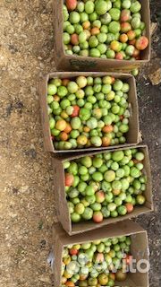 Продаю помидоры с поля