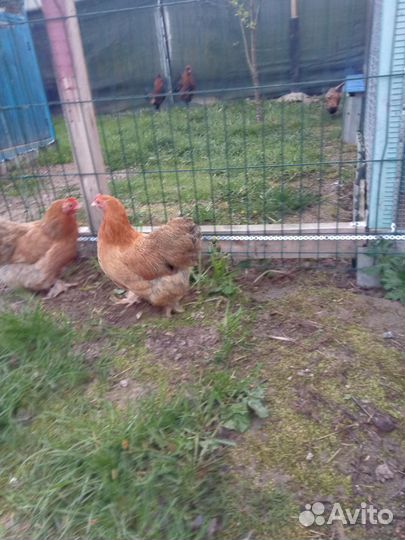 Карликовые кохинхины