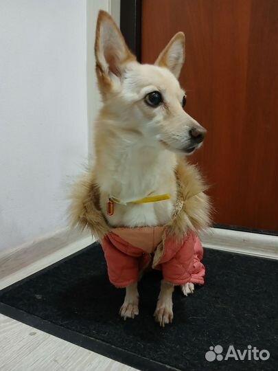 Одежда для маленьких собак зимняя