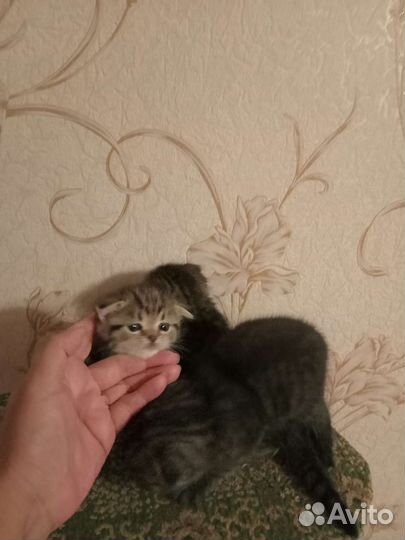 Шотландские котята
