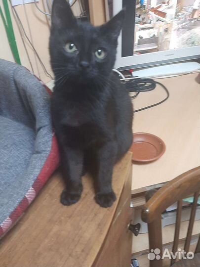 Кошка в дар бесплатно