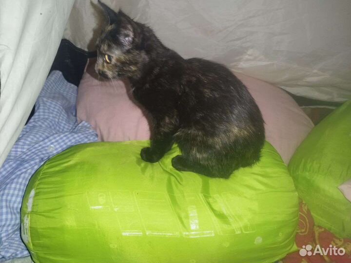 Котенку нужен дом