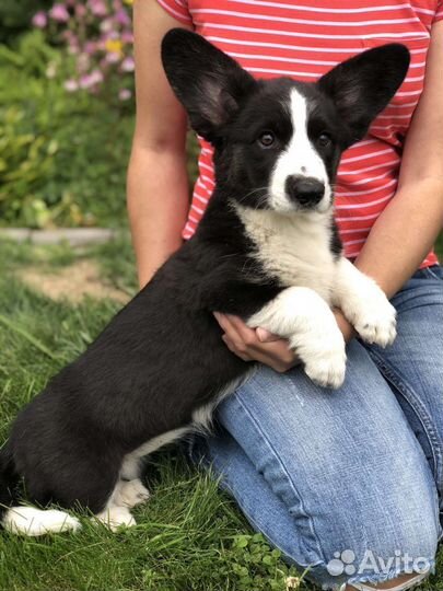 Вельш-корги щенки