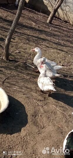 Домашняя птица