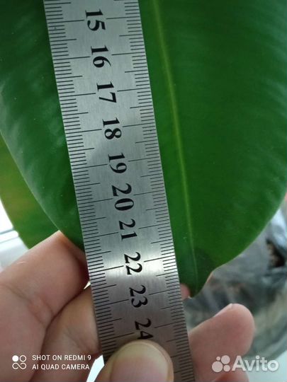 Фикус 32 листа, 1м40см