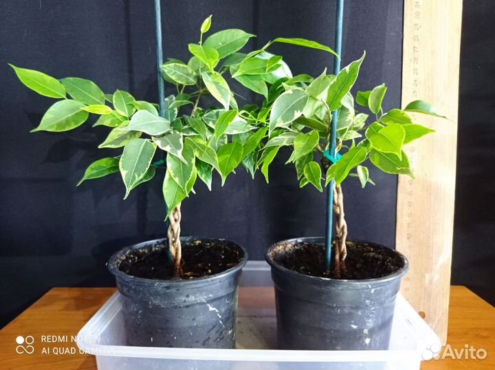 Фикус бенджамина