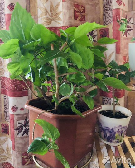 Гибискус, китайская роза в большом горшке