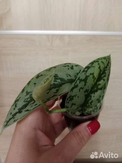 Сциндапсусы