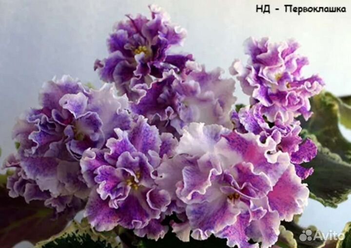 Детки сортовых фиалок