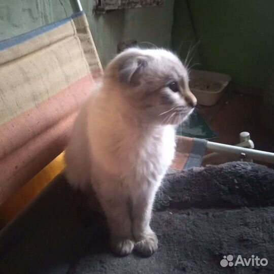Кошка в дар бесплатно