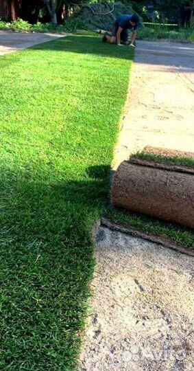 Рулонный газон