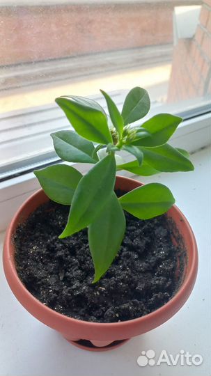 Эсхинантус цветок