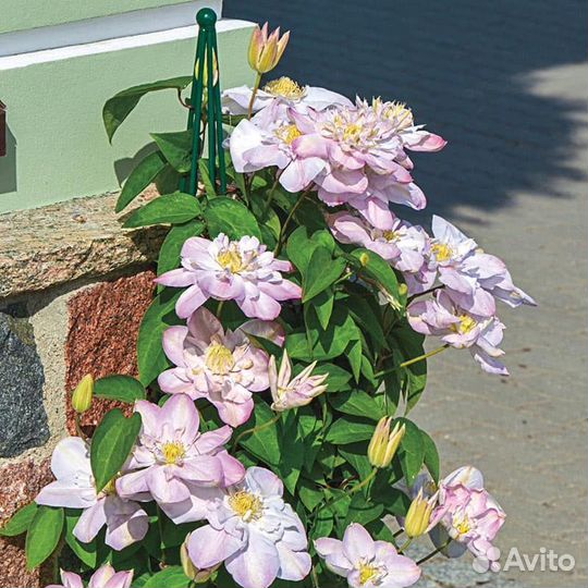 Клематис Инносент Блаш