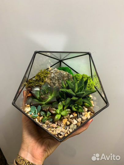 Флорариум суккуленты