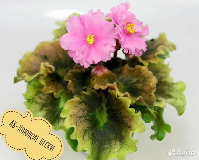 Фиалка: укорененные листики