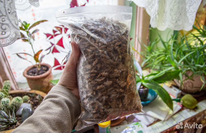 Сверчки заморозка домовый, банановый, двупятнистый