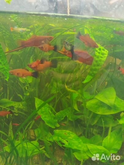 Рубиновый меченосец