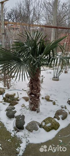 Пальма трахикарпус веерная