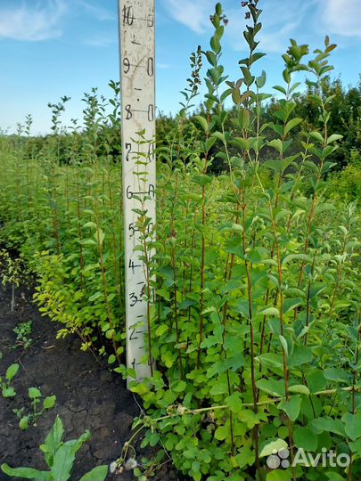 Декоративные кустарники