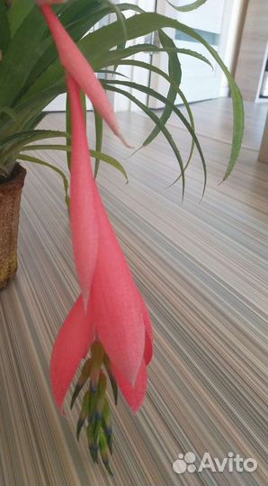 Бильбергия Кливия Драцена душистая