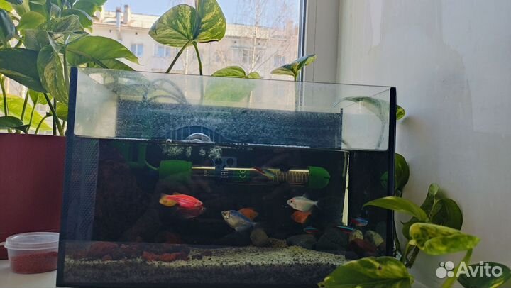 Аквариум с рыбками