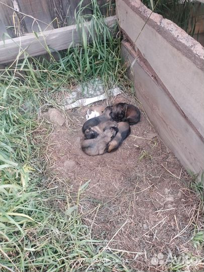 Щенки