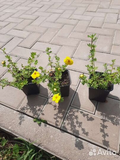 Лапчатка кустарниковая