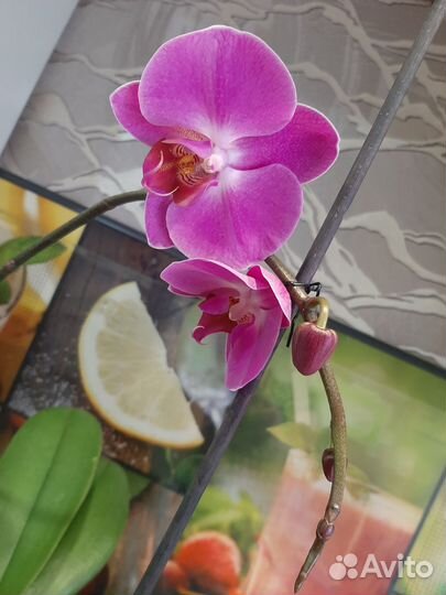 Орхидея фаленопсис
