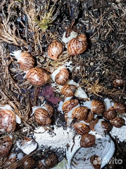 Улитки ахатина тигр Альбино