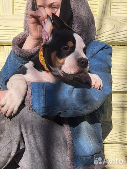 Булли Бизон