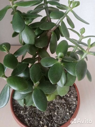 Комнатные растения, Хойя карноза цветет